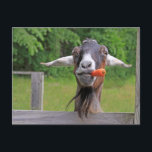 Silly Goat And Carrot Postcard<br><div class="desc">Make someone's day with an Eli postcard! Who wouldn't want to receive a picture of this nutty goat eating a carrot?  Photo ©Christine Greenspan</div>