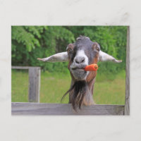 Silly Goat And Carrot Postcard