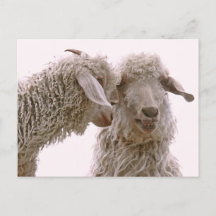Silly Goats Photo Postcard