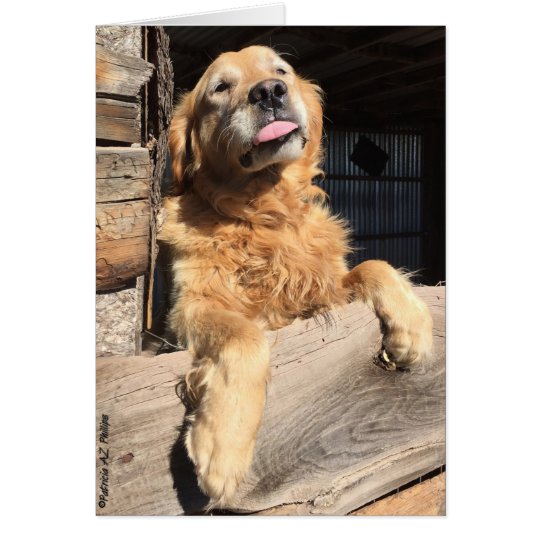 Silly Golden Retriever Photograph Card
