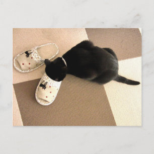 Silly kitty with its nose in a sandal postcard