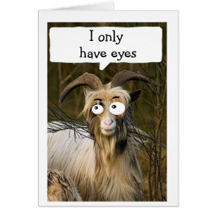 SILLY LONGHAIRED GOAT ONLY HAS "EYES FOR YOU"
