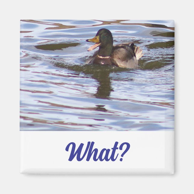 Silly Mallard Duck Magnet (Front)
