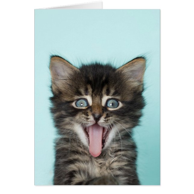 Silly Merlin Kitten Card (Front)