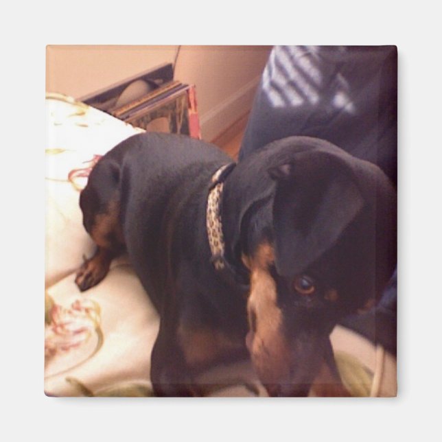 Silly Min Pin Magnet (Front)