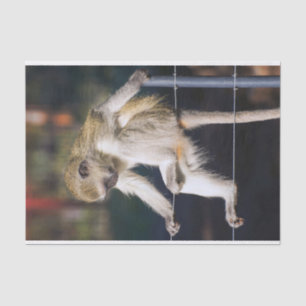 Silly Monkey Tissue Paper