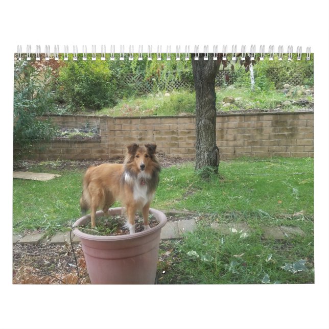 Silly sheltie calendar (Cover)