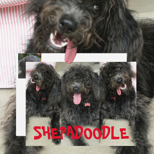 Silly Shepadoodles Dogs Postcard