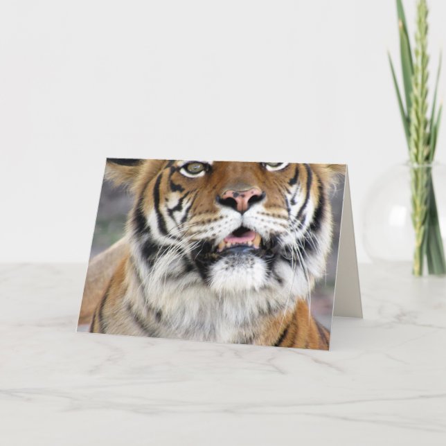Silly Tiger Greeting Card (Front)
