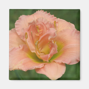 Siloam Double Classic - Daylily Magnet