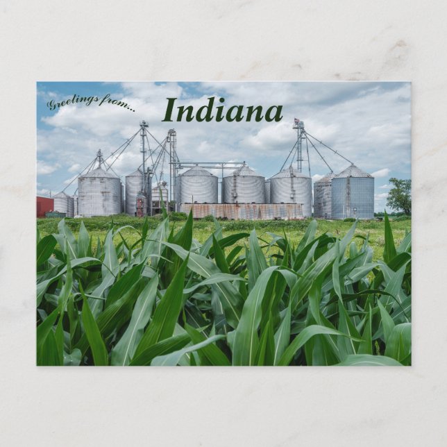 Silos and a Cornfield in Indiana Postcard (Front)