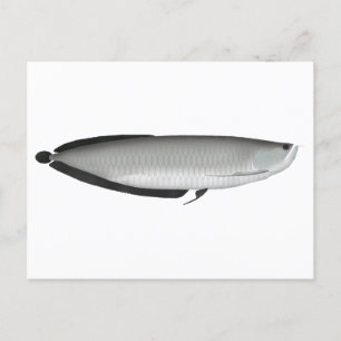 Silver Arowana Postcard