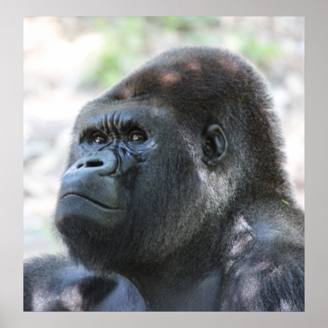 Silver Back Gorilla Poster (Front)