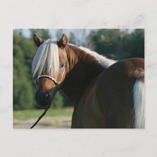 Silver Bay Miniature Horse Mare Postcard (Front)