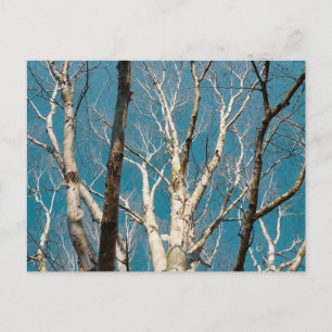 Silver Birch Branches in the Sun Postcard