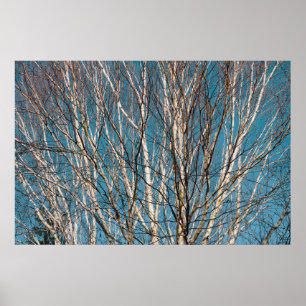 Silver Birch Branches in the Sun Poster