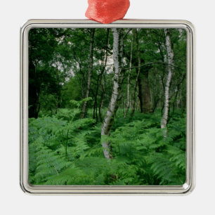 Silver birch trees and ferns, Sherwood Forest Metal Ornament