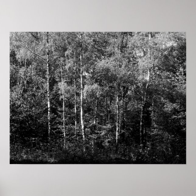 Silver Birch Trees - B&W Poster (Front)