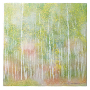 Silver Birch Trees Tile