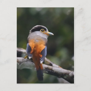 Silver Breasted Broadbill Postcard