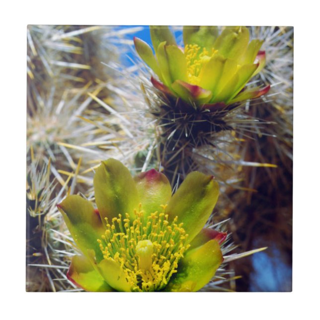 Silver Cholla Cactus Wildflowers Tile (Front)