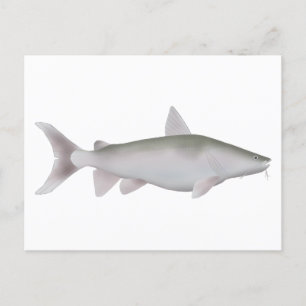 Silver Cobbler Postcard