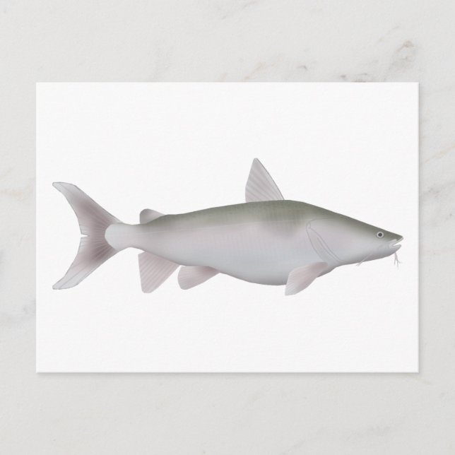 Silver Cobbler Postcard (Front)