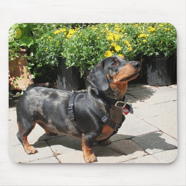 Silver Dapple Dachshund Buddy 2 Mouse Pad (Front)