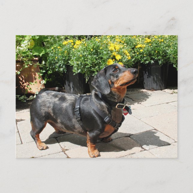 Silver Dapple Dachshund Buddy 2 Postcard (Front)