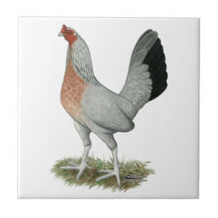 Silver Duckwing Game Hen Tile