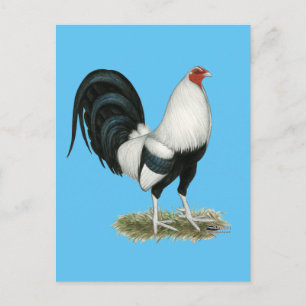Silver Duckwing Gamecock Postcard