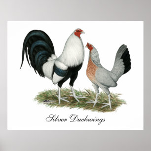 Silver Duckwing Gamefowl Poster