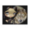 "Silver Eyed Wolf" Postcard