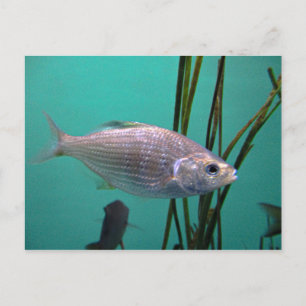 Silver Fish Postcard
