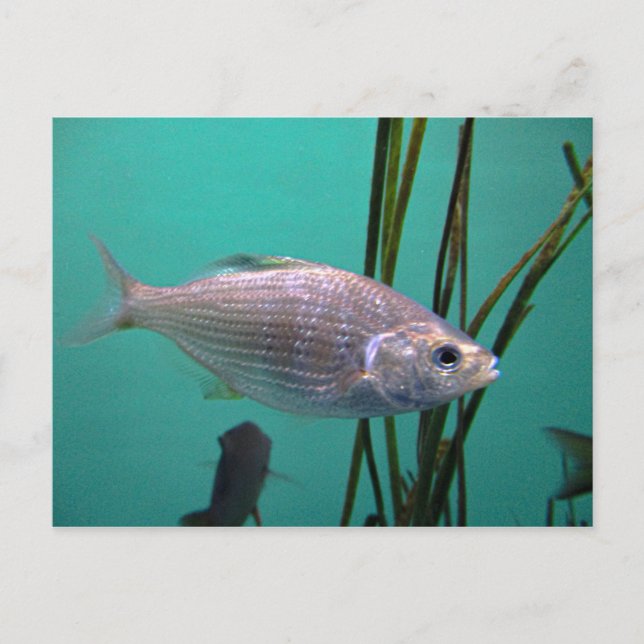 Silver Fish Postcard (Front)
