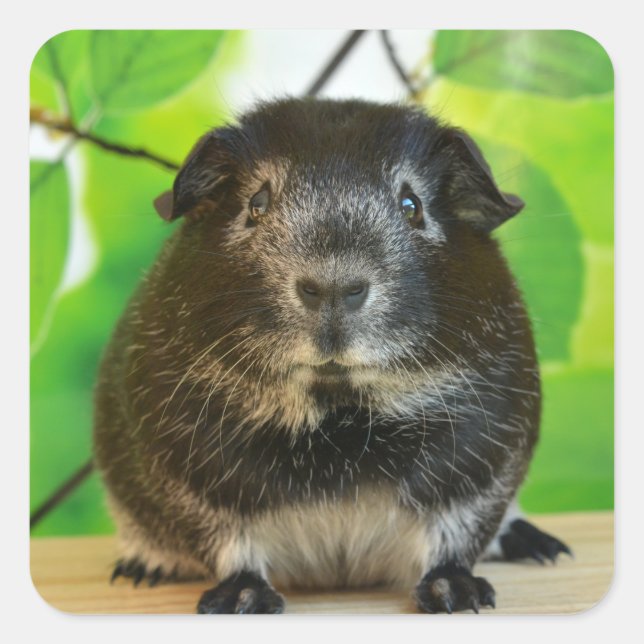 Silver Fox Guinea Pig and Tree Square Sticker (Front)