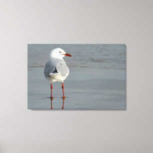 SILVER GULL 24x36 Canvas Print