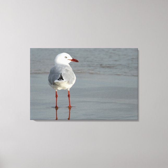 SILVER GULL 24x36 Canvas Print (Front)