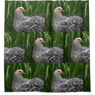 Silver Laced Chicken