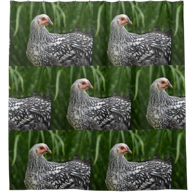 Silver Laced Chicken (Front)