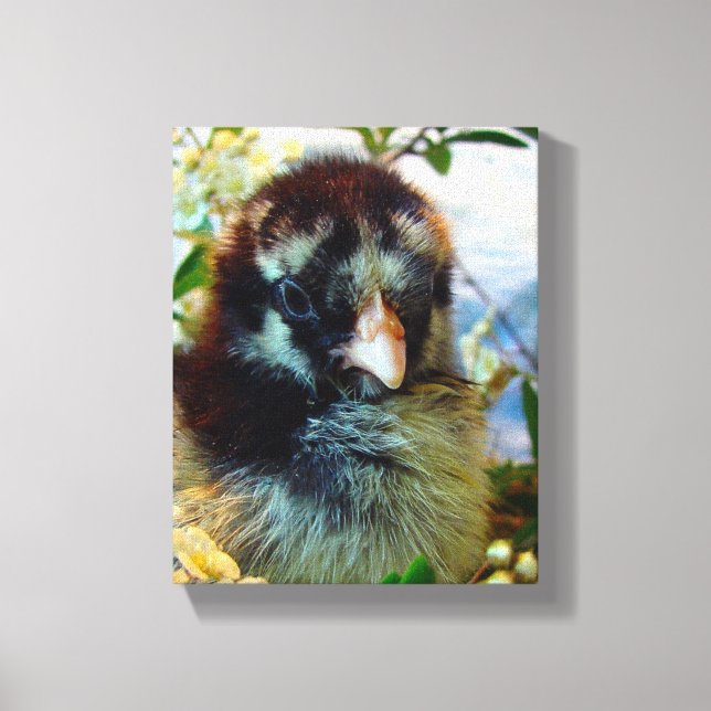 Silver Laced Cochin Chick Canvas Print (Front)
