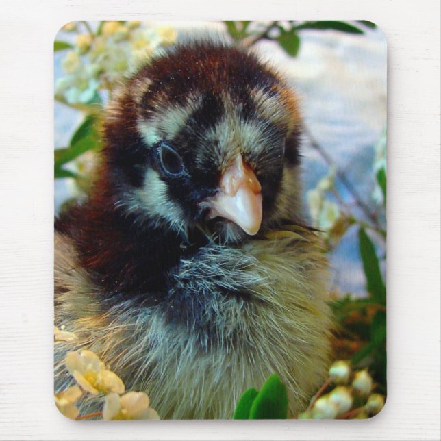 Silver Laced Cochin Chick in Studio Setting Mouse Pad (Front)