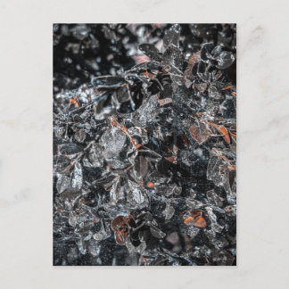 Silver Leaves and Cobweb, Charleston Garden Postcard