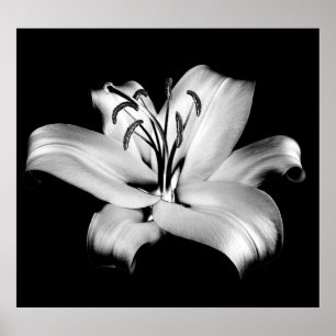 Silver Lily: Monochrome Floral Elegance. Poster