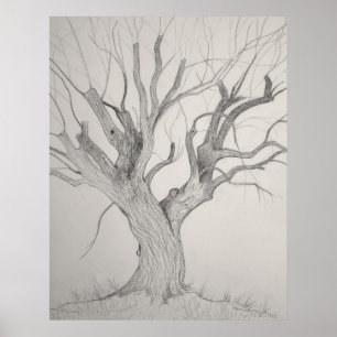 Silver Maple Poster