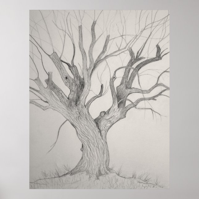Silver Maple Poster (Front)