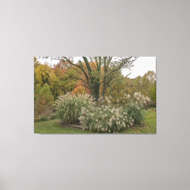 Silver Ornamental grass plants Canvas Print (Front)