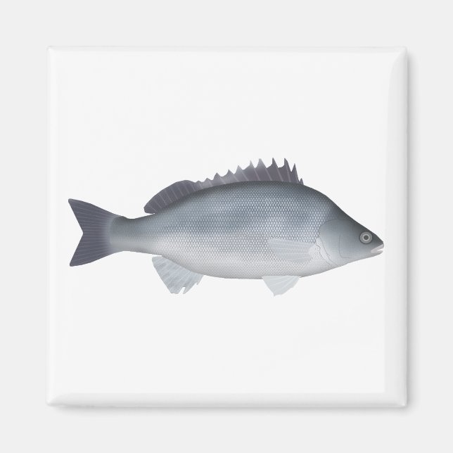 Silver Perch Magnet (Front)
