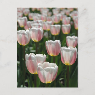Silver pink tulips postcard