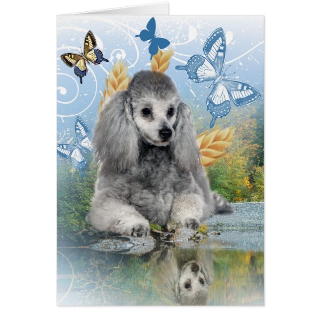 Silver poodle enjoys reflection (Front)